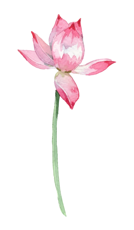 hoa sen