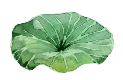 hoa sen